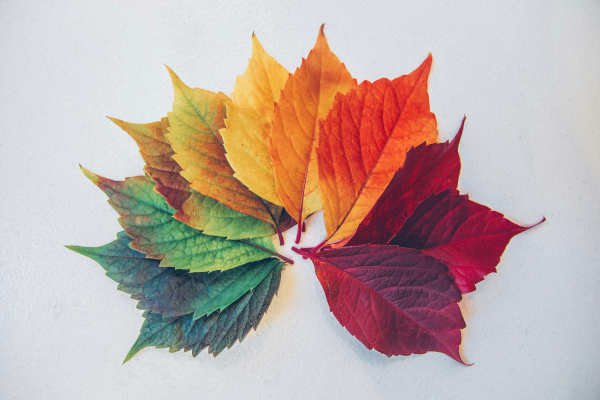 Seasons